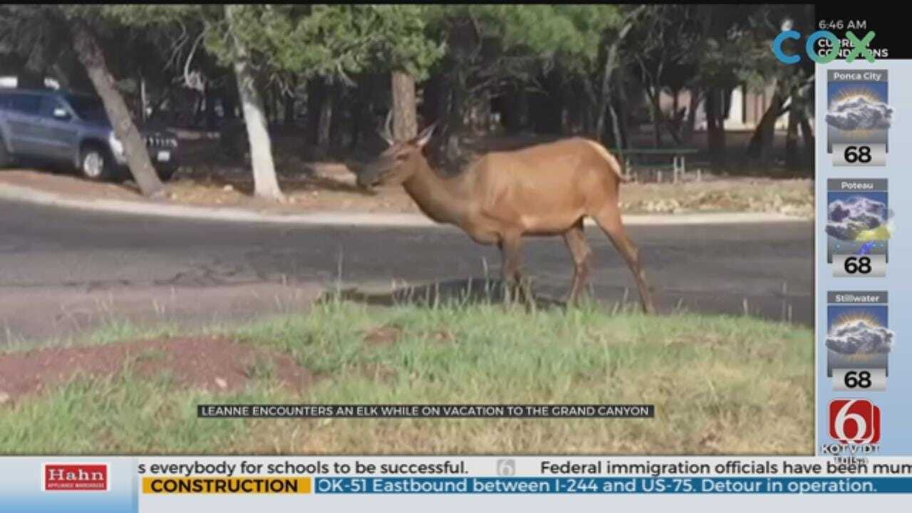 Leanne Taylor Gets Visited By Elk On Vacation