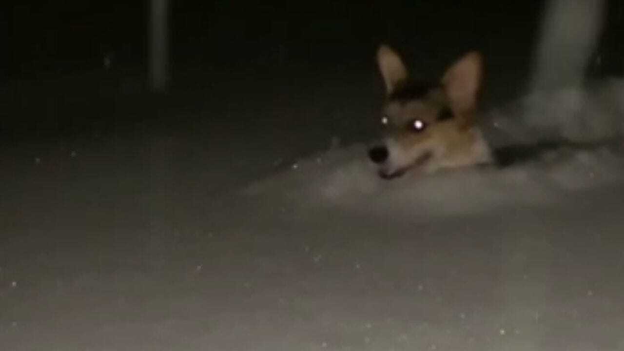 Corgi Enjoys Snow In North Dakota
