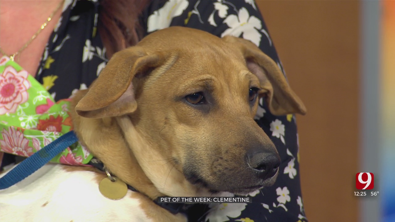 Pet Of The Week: Clementine
