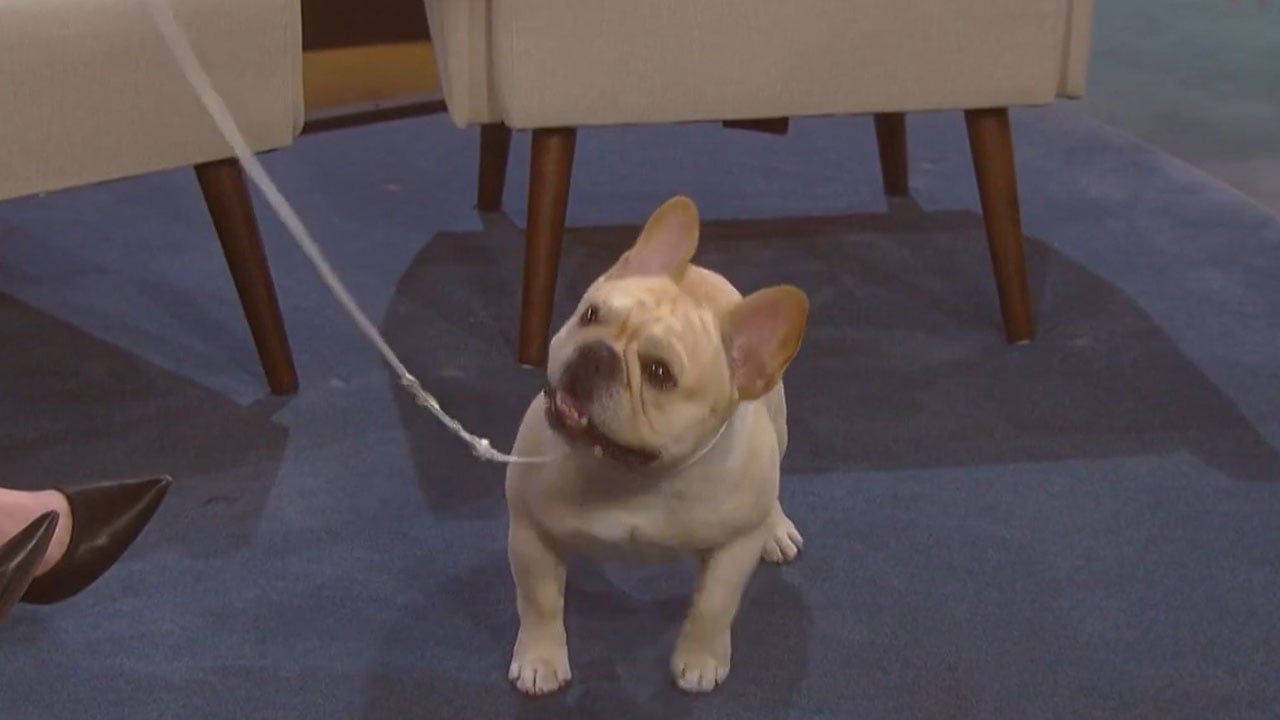 French Bulldog From Bixby Joins News On 6 After Westminster Kennel Dog Show Win