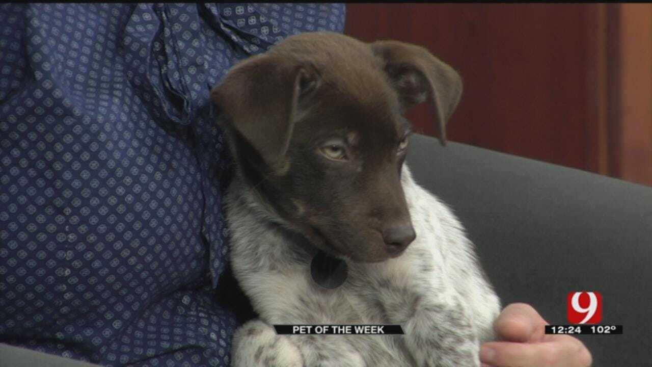 Pet of the Week: Foster