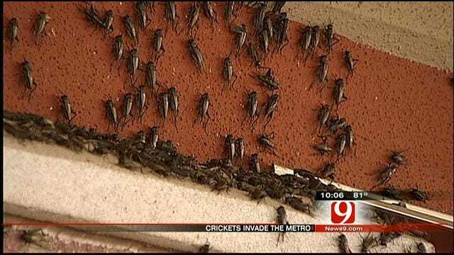 OKC Cricket Infestation Is Creeping People Out