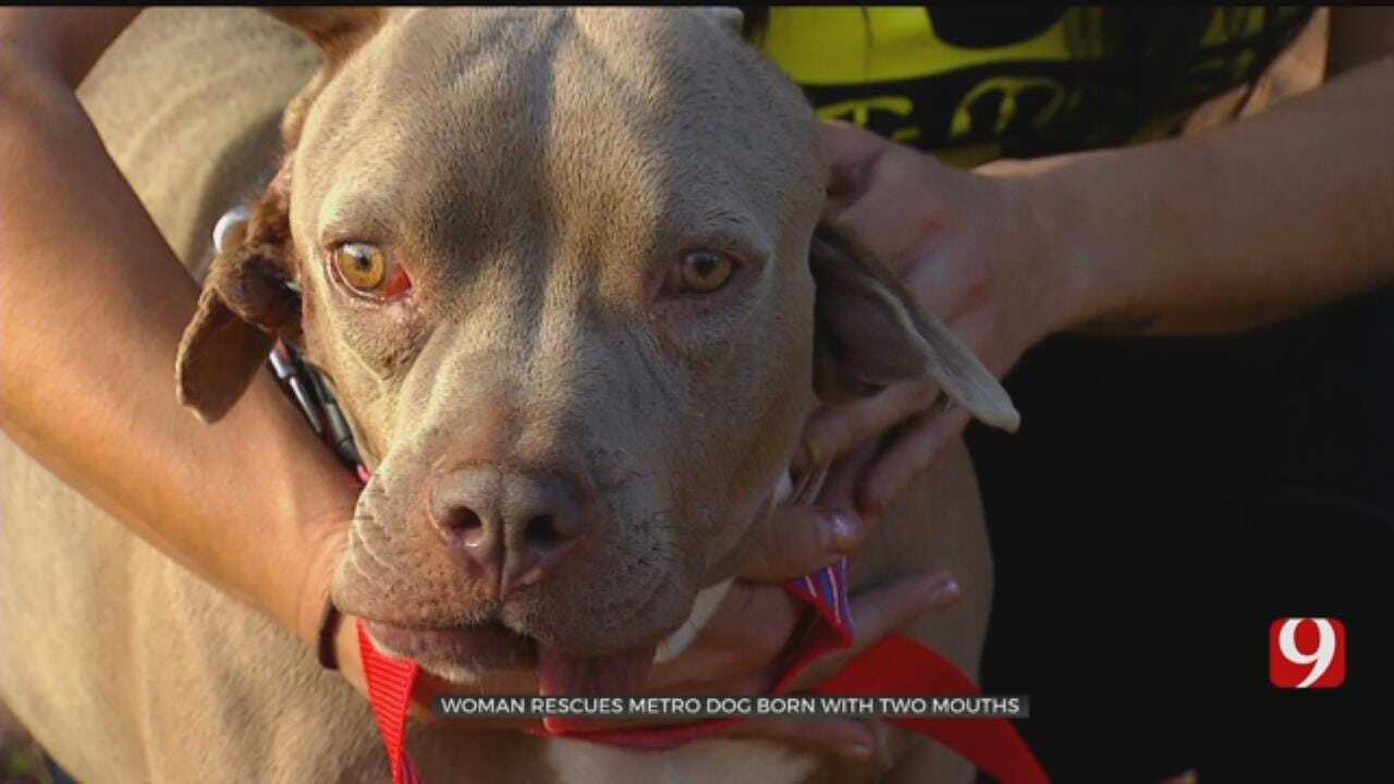 Woman Rescues Oklahoma Dog Born With Two Mouths
