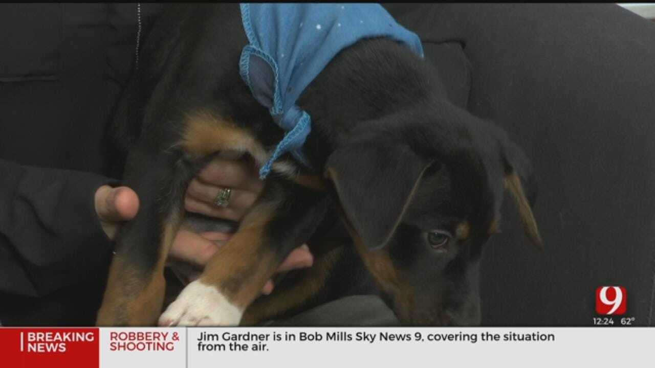Pet of the Week: Quill