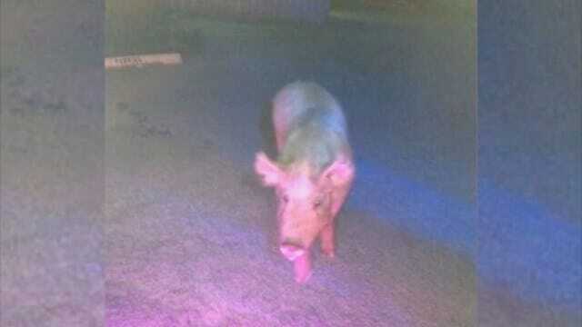 Pig On The Loose: OCSO Calls In For Backup