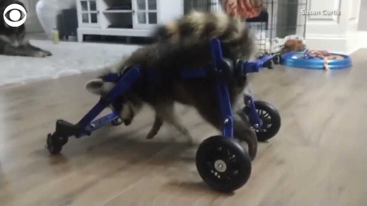 WATCH: Vittles The Raccoon Gets A Wheelchair