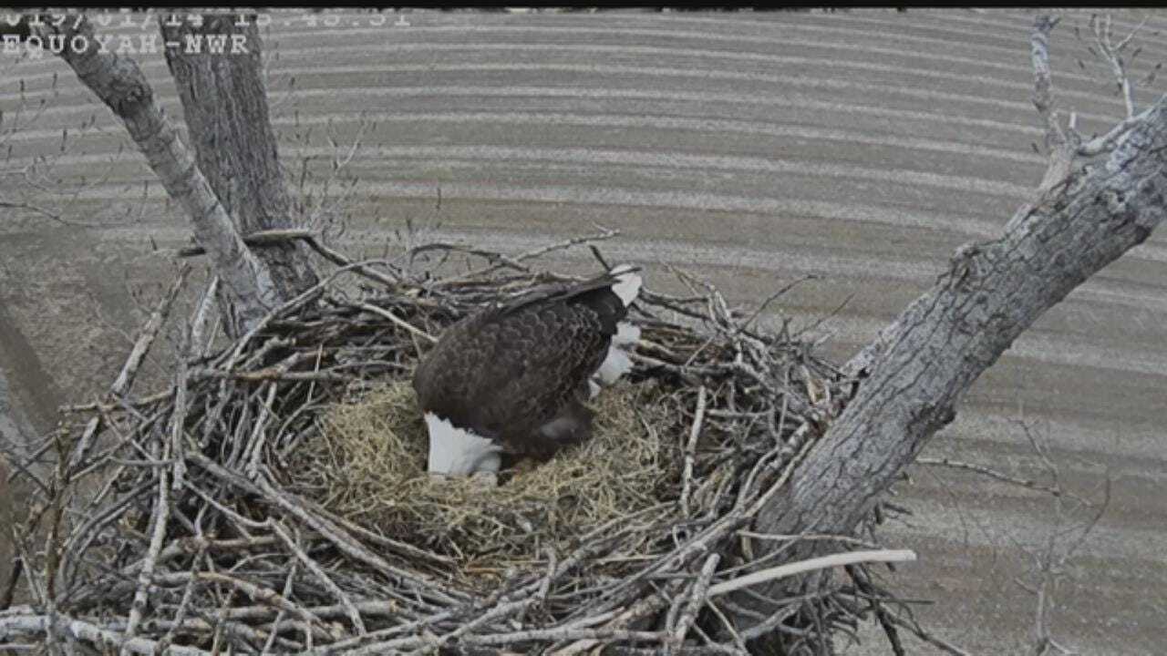 Camera Shows Bald Eagles Incubating 2 Eggs On Oklahoma Nest
