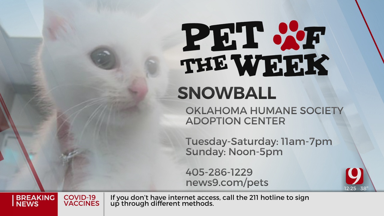 Pet Of The Week: Snowball