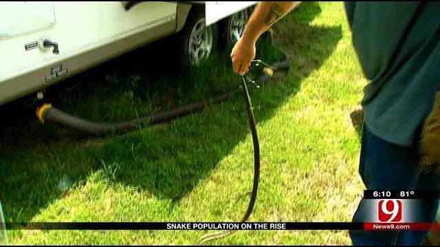 Oklahomans Fearful Of Snakes After Flooding