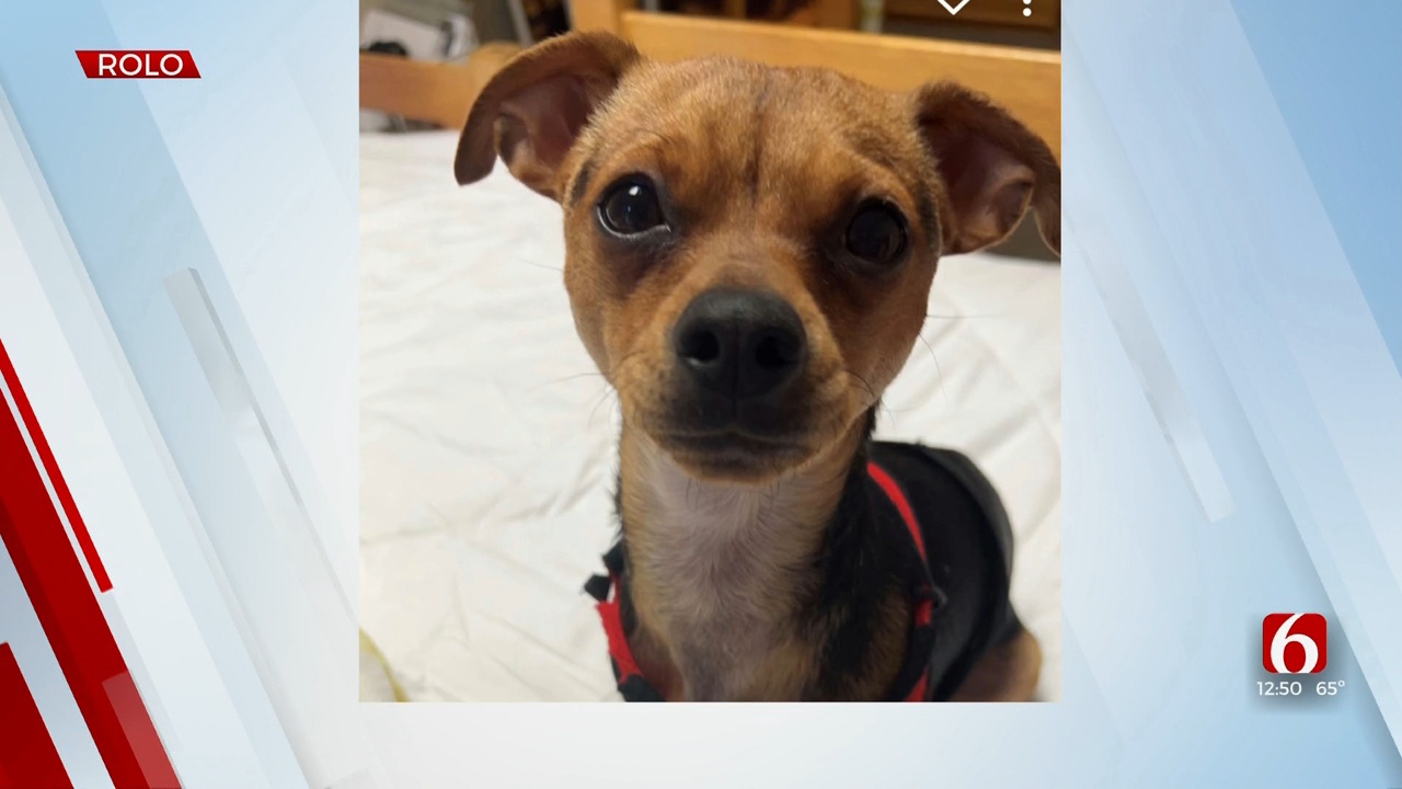 Pet of the Week: Rolo The Chiweenie