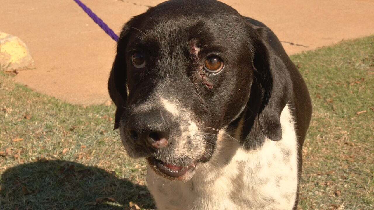 Warr Acres  Animal Hospital In Desperate Need Of Funds To Take Care Of Injured Dogs