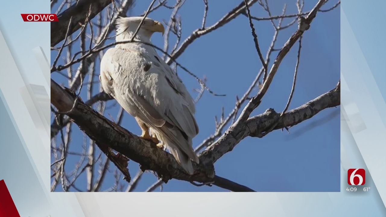 Rare Leucistic Bald Eagle Spotted At Sequoyah National Wildlife Refuge Near Vian