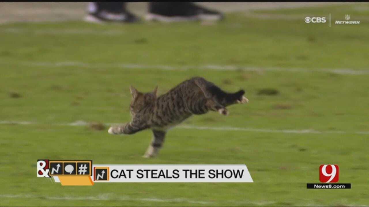 Trends, Topics & Tags: Cat Steals The Show