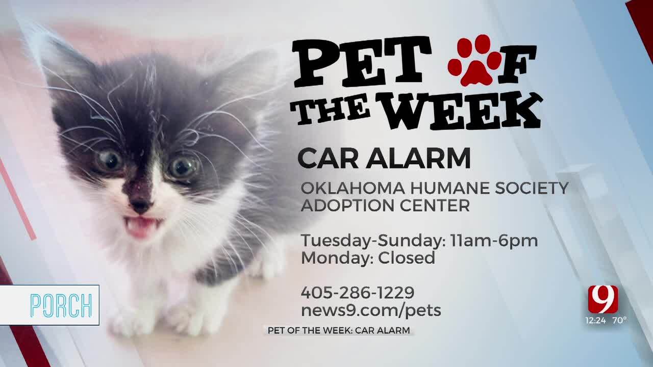 Pet Of The Week: Car Alarm