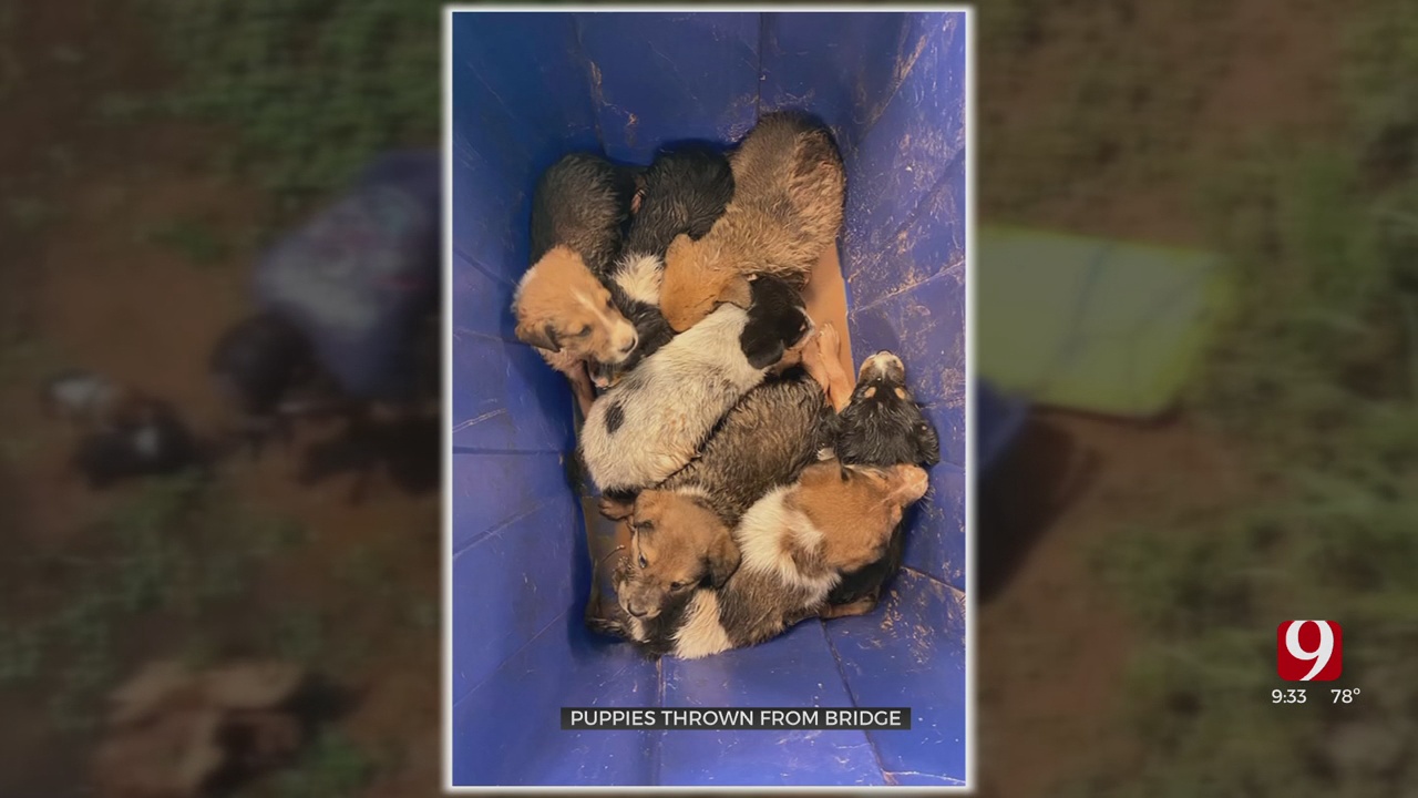 7 Puppies Recovering After They're Found In Plastic Container Near Logan Co. Bridge