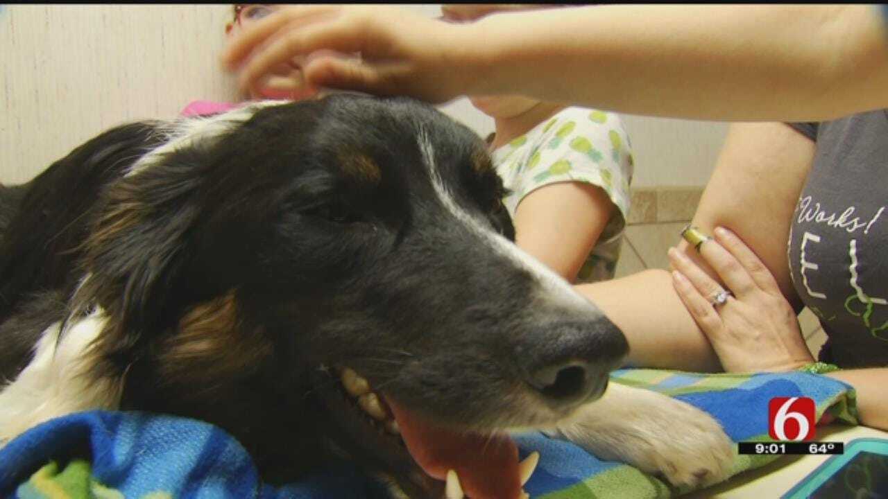 Creek County Army Veteran's Service Dog Recovering After Hit By Truck