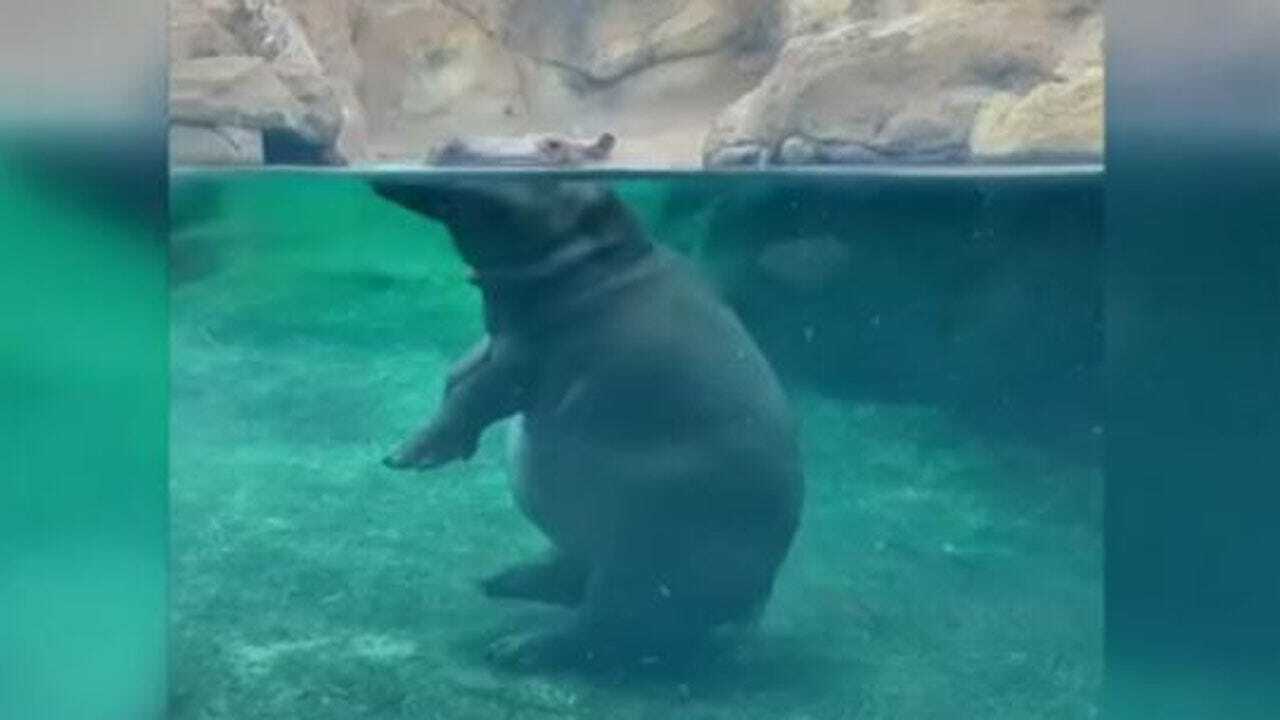 WATCH: Fiona The Hippo Walks Like A Human