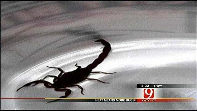 Extreme Heat Brings Out The Oklahoma Bugs