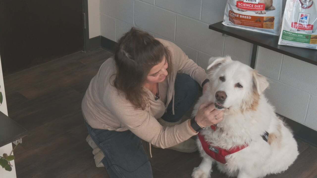 Local Vet Gives Tips For Keeping Pets Safe During The Holidays