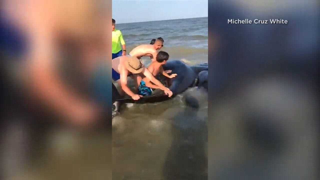 Dramatic Video Shows Georgia Beachgoers Rescuing Dozens Of Beached Whales