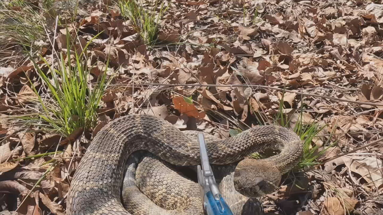 Outdoor Life With Tess: Oklahoma Rattlesnake Hunting For The First Time