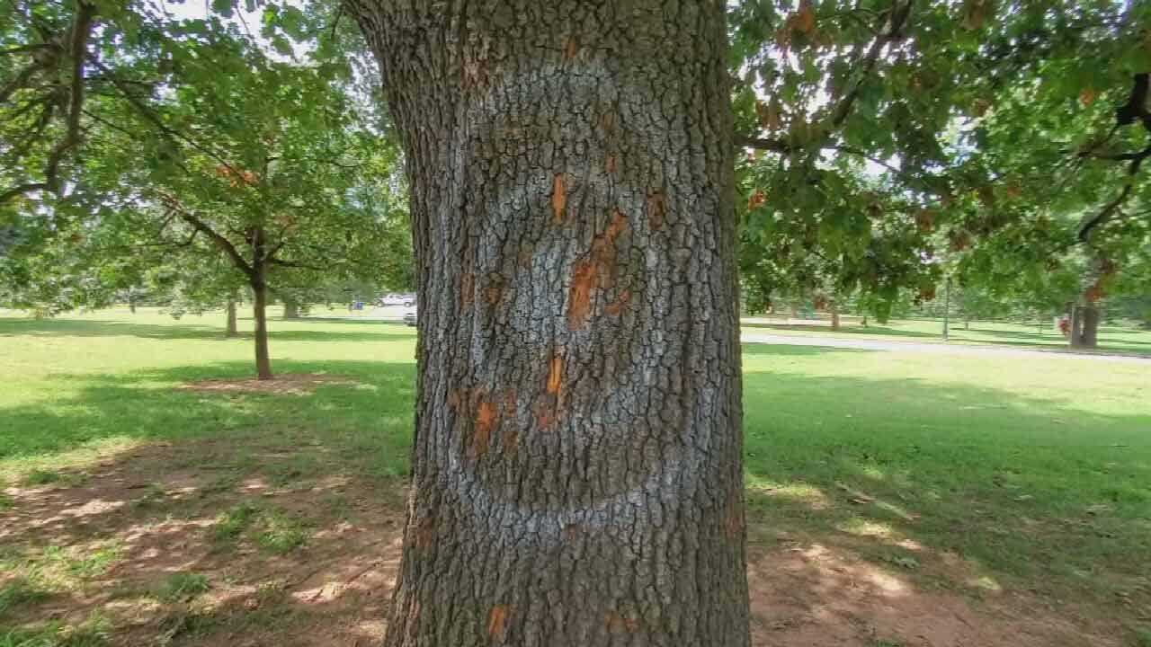 Axe Throwers Damage One Of Tulsa Woodward Park's Oldest Oak Trees