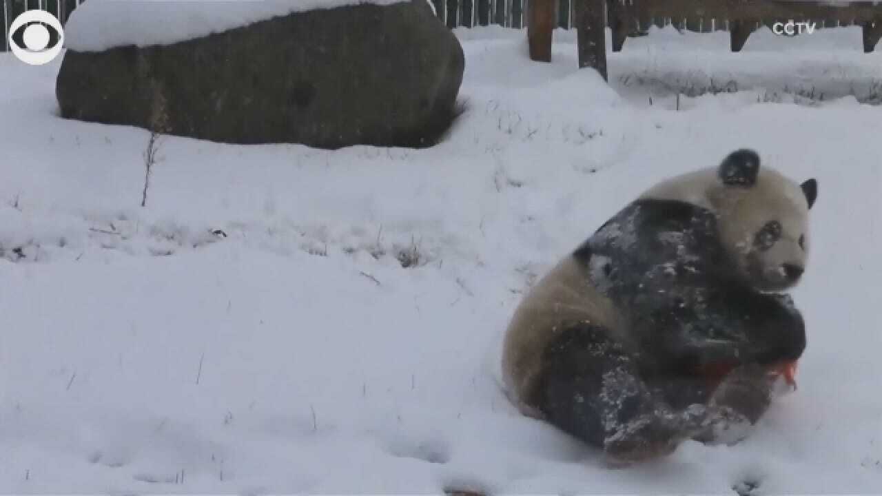 Pandas In China Enjoying First Snow Of Season