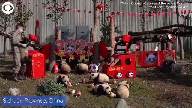 Watch: 10 Panda Cubs Make Debut Before The Lunar New Year