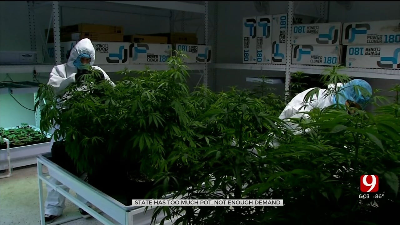 State Says Oklahoma's Medical Marijuana Supply Far Exceeds Demand