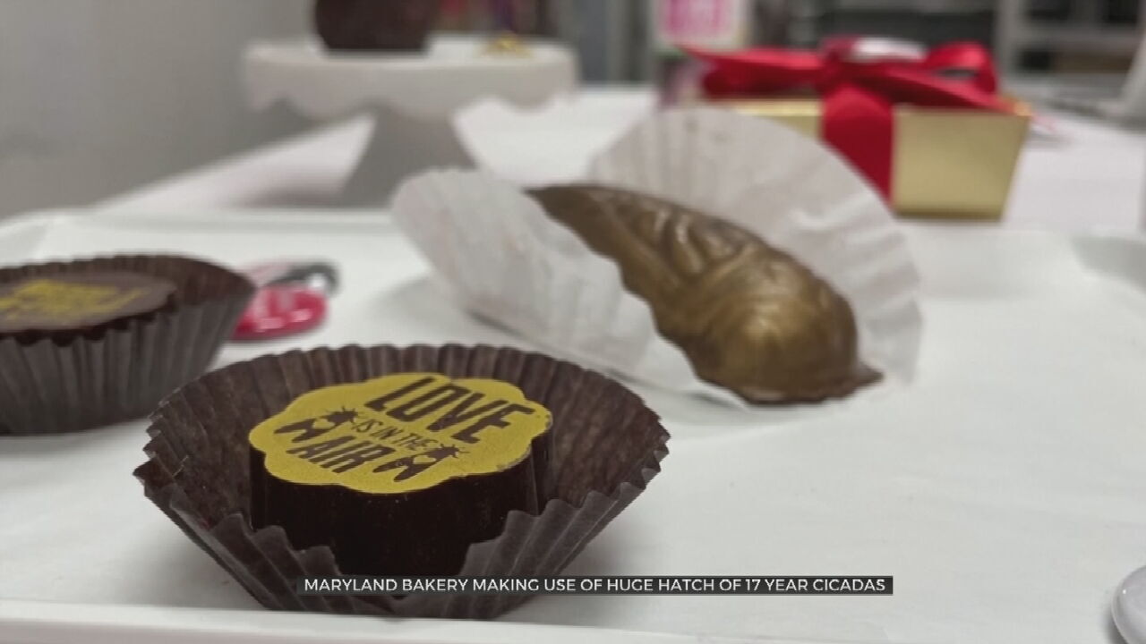 Maryland Chocolate Shop Selling Chocolate Dipped Cicadas 