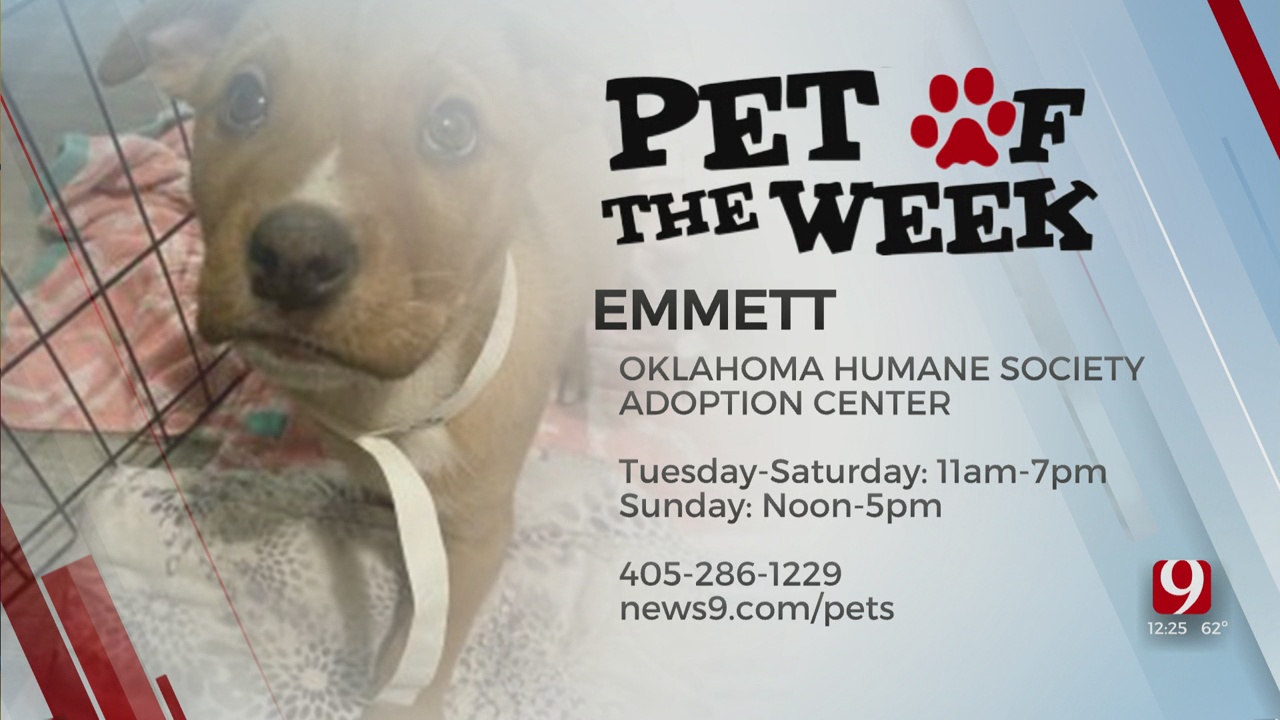 Pet Of The Week: Emmett