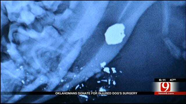 News 9 Viewers Donate Money For Shot Dog's Surgery