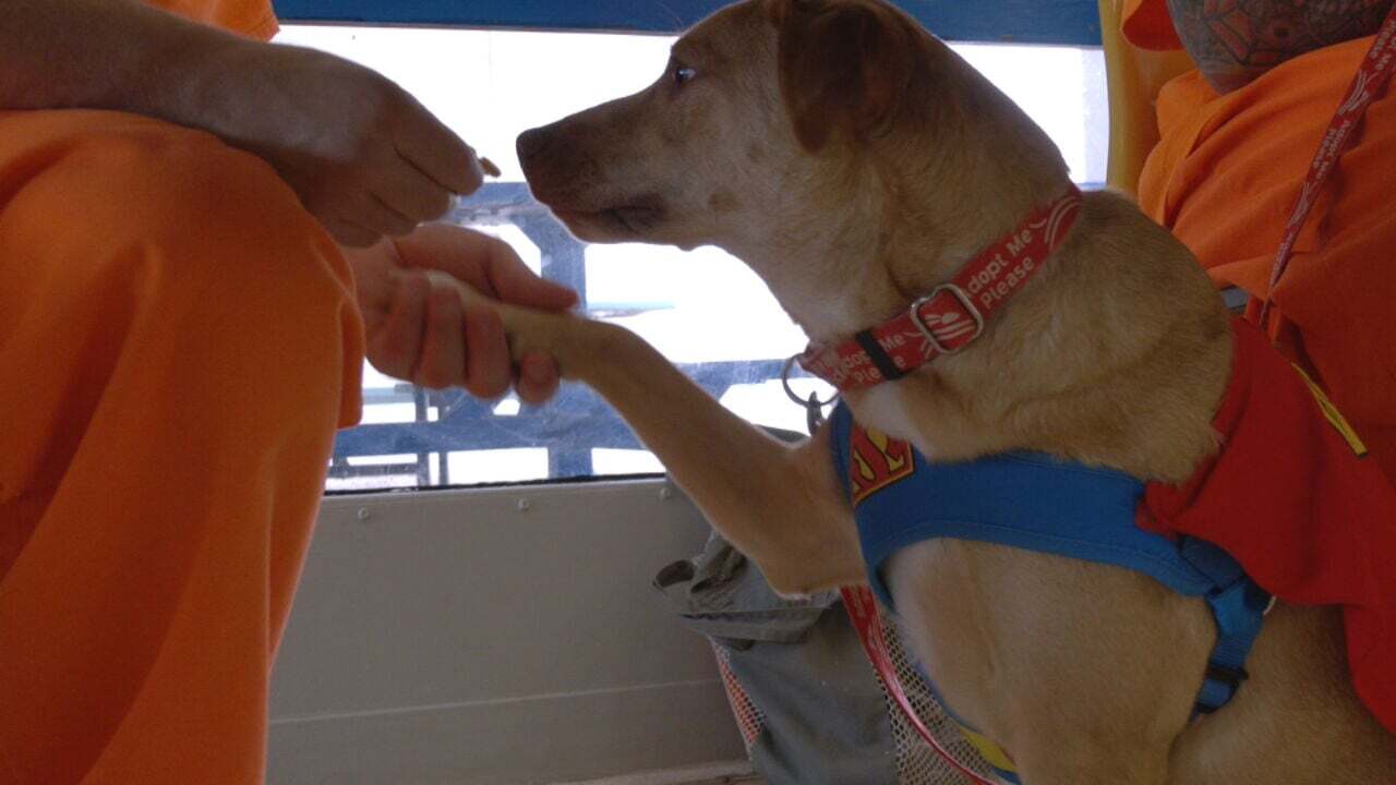 STAR Dog Training Program Changes Culture In Oklahoma Prison