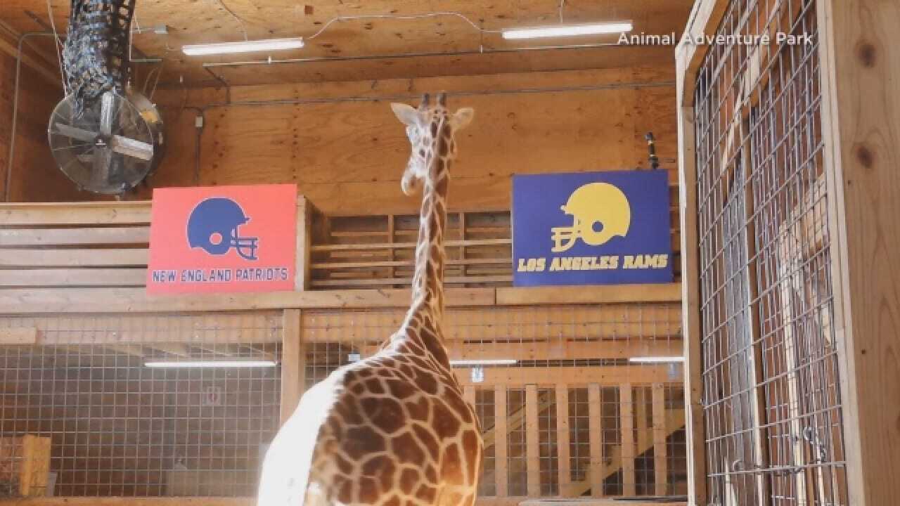 April The Giraffe Makes Her Pick For The Super Bowl
