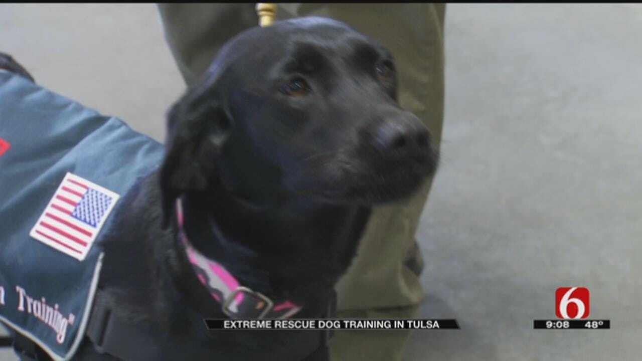 Search & Rescue Dogs From Across The U.S. In Tulsa For Training