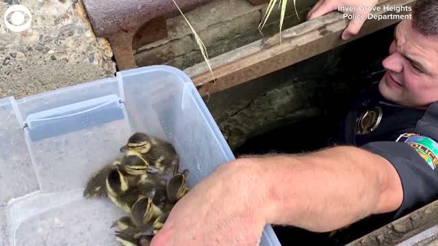 Police Officer Rescues Ducklings From Sewer Drain