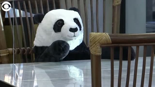 Diners In Thailand Practice Social Distancing With Help From Toy Pandas