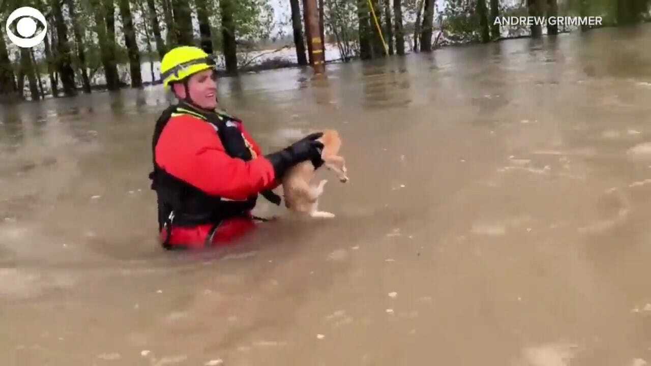 WATCH: Man Saves Cat From Oregon Floodwaters