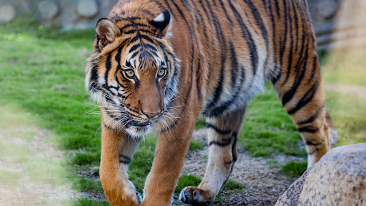 Tulsa Zoo Sends Tiger To Fresno