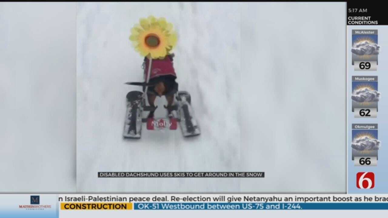 WATCH: Skiing Dachshund Gets Around In The Snow