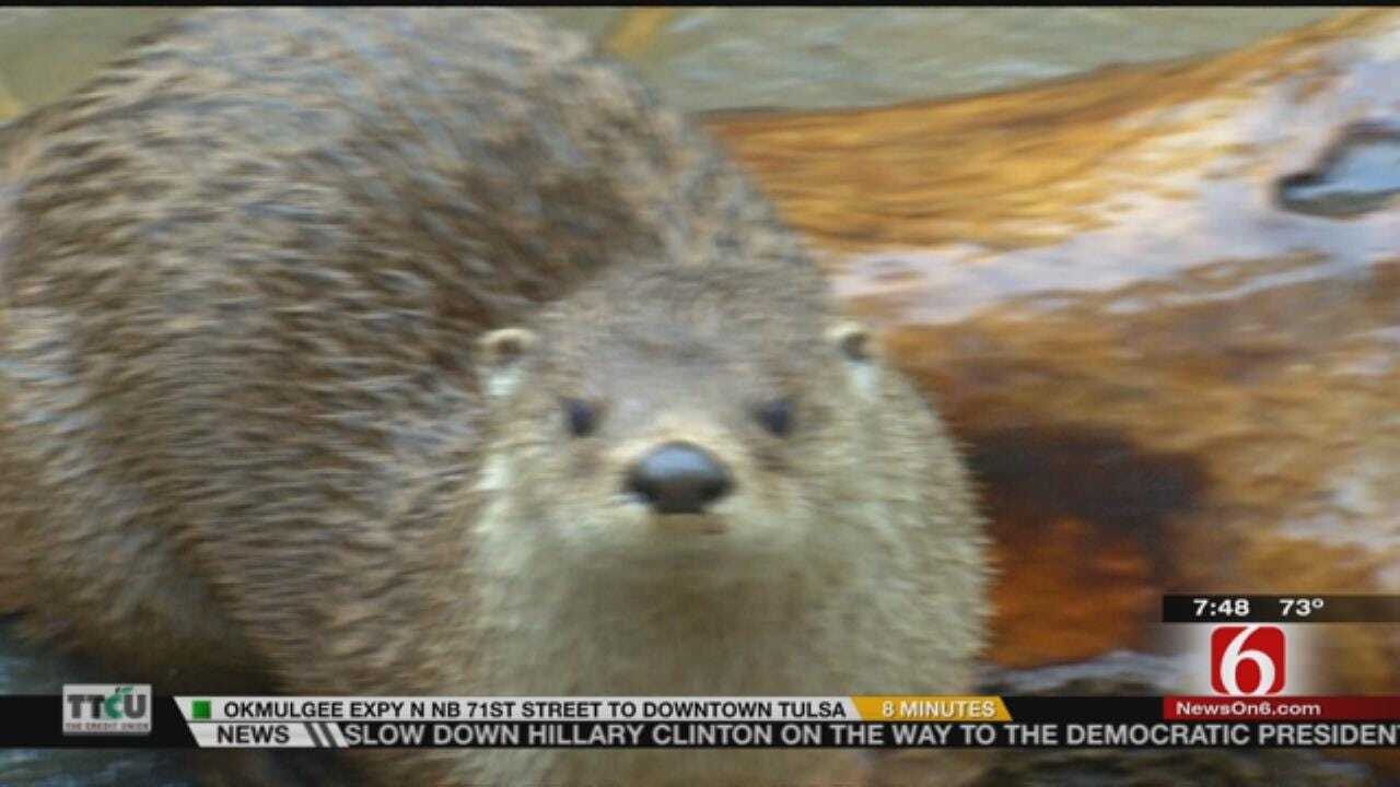 Wild Wednesday: River Otter Exhibit At The Tulsa Zoo