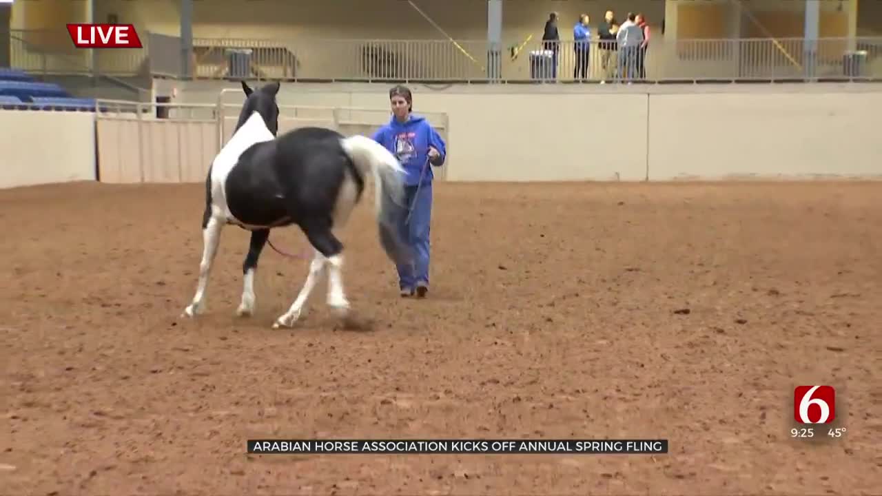 Arabian Horse Association Kicks Off Annual Spring Fling