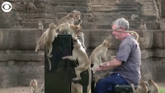 WATCH: Musician Plays Piano For Monkeys While In Thailand