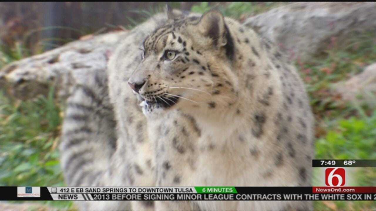 Wild Wednesday: Feeding The Snow Leopards At The Tulsa Zoo