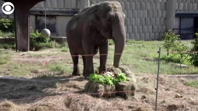 WATCH: Elephant celebrates her 57th birthday