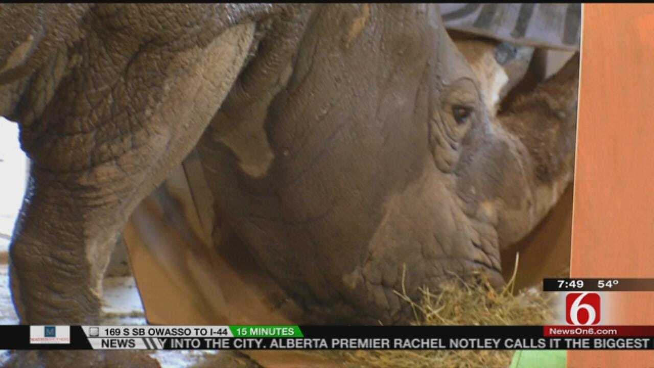 Wild Wednesday: Tulsa Zoo Rhino Celebrates A Birthday