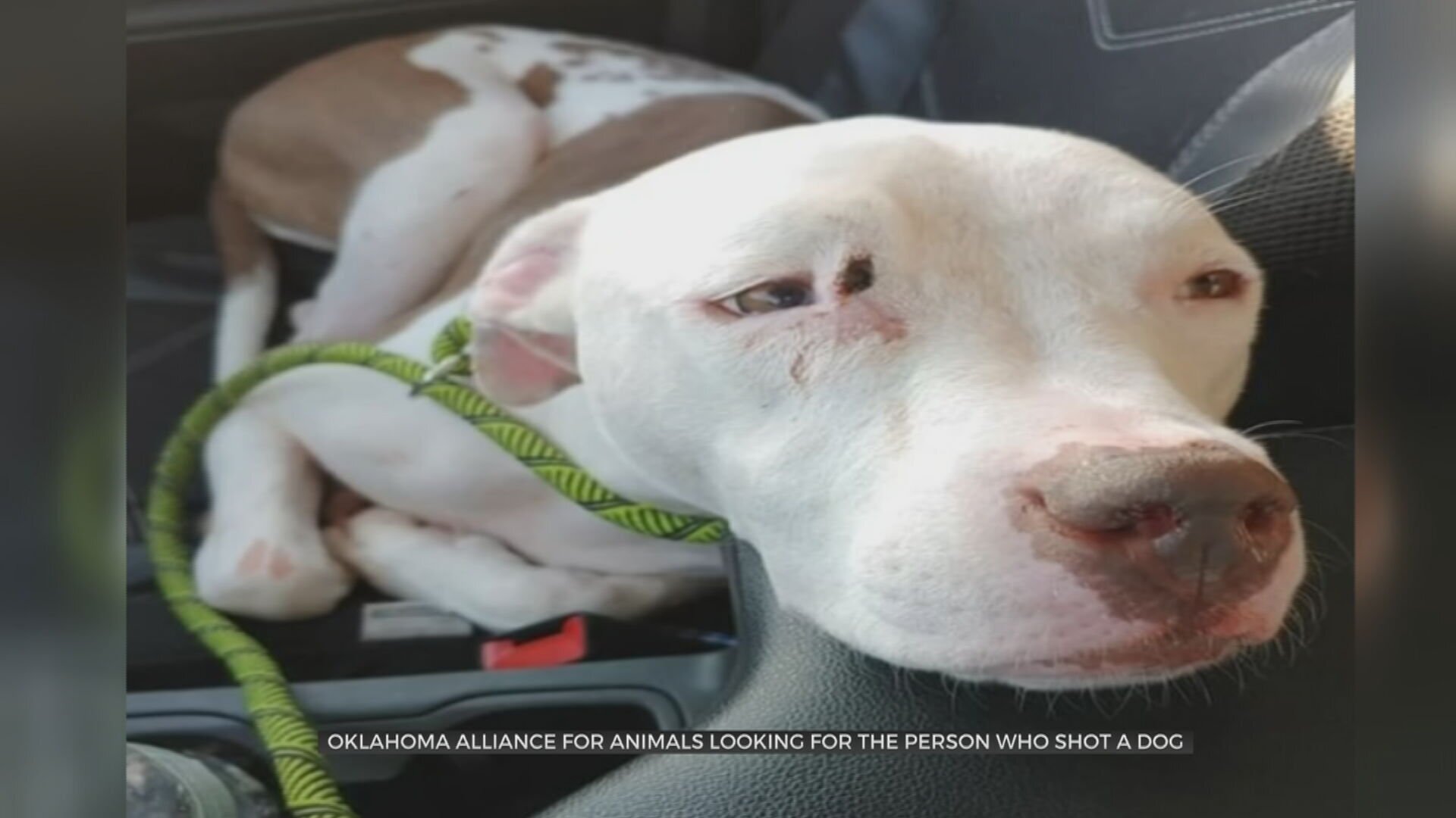 Oklahoma Alliance for Animals Wants Answers After Dog Shot In The Head