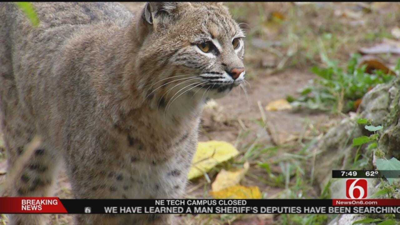 Wild Wednesday: Bobcat Exhibit At The Tulsa Zoo