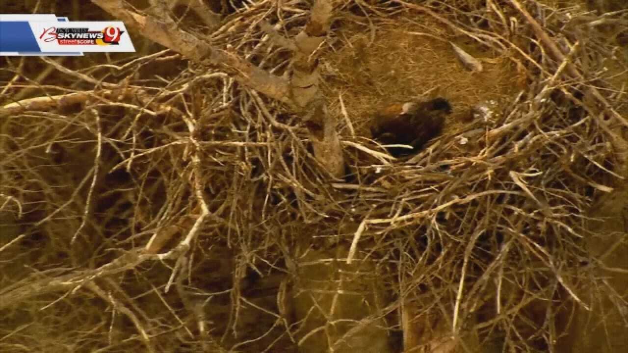 WATCH: Bob Mills SkyNews9 Sees Massive Bald Eagle's Nest Near Luther