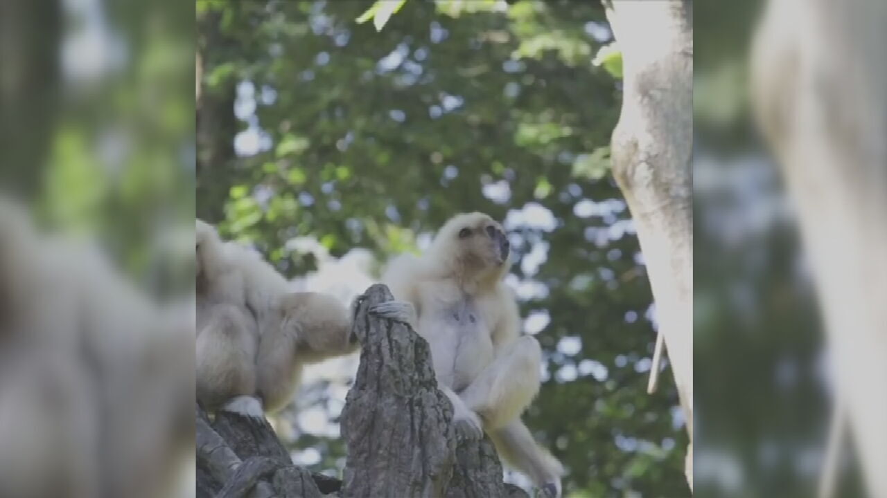 LISTEN: Gibbons At The Cincinnati Zoo Have An Early Morning Routine